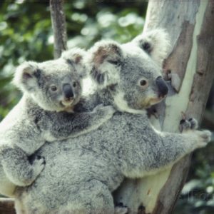 anne-keiser-a-koala-bear-hugs-a-tree-while-her-baby-clings-to-her-back