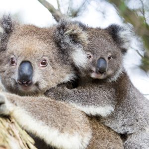 Australia Baby Koala Bear and mom.